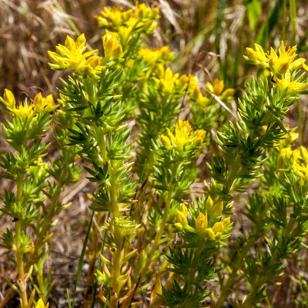 Sedum stenopetalum പുഷ്പം