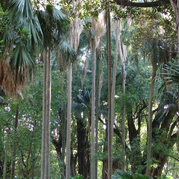 Sabal mexicana Bark