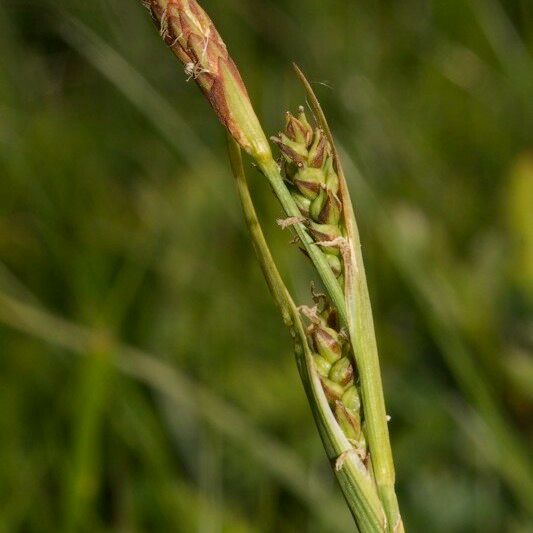 Carex vaginata Gyümölcs