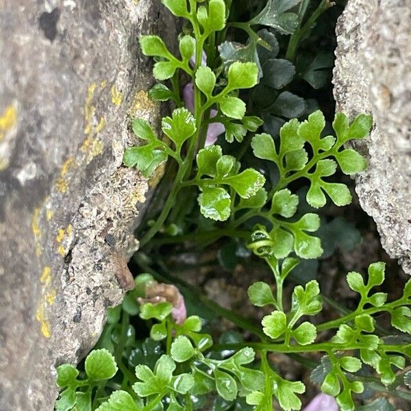 Asplenium ruta-muraria Leaf