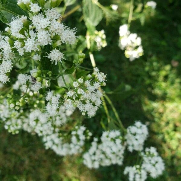 Ageratina aromatica Λουλούδι