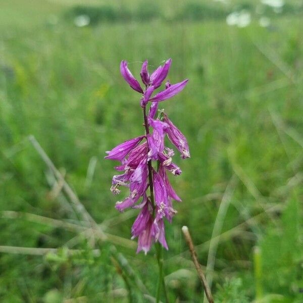 Polygala major Květ