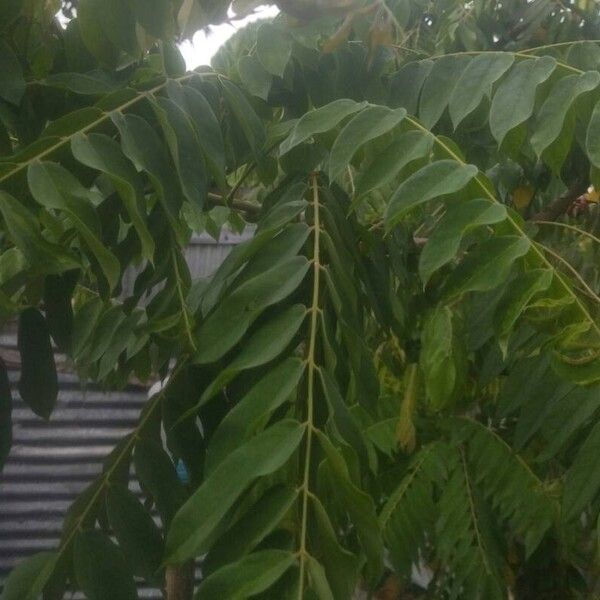 Imagem de referência para identificação da planta Biri-biri