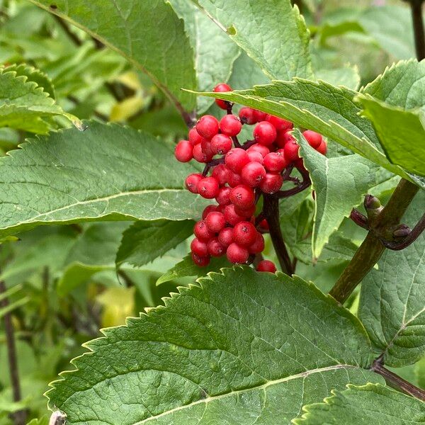 Sambucus racemosa Kvet