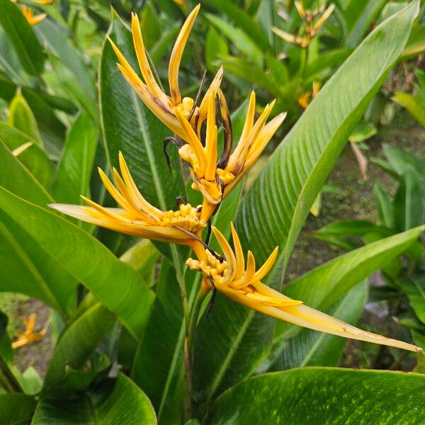 Heliconia psittacorum Flor