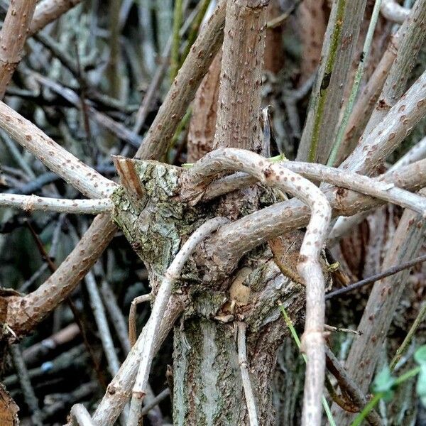 Sambucus canadensis Casca