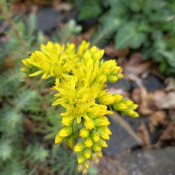 Petrosedum rupestre Flower