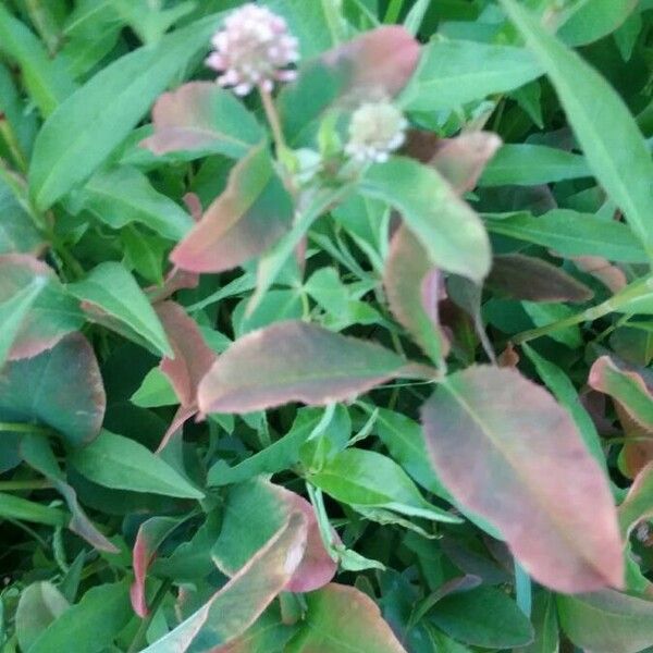 Trifolium glomeratum Foglia