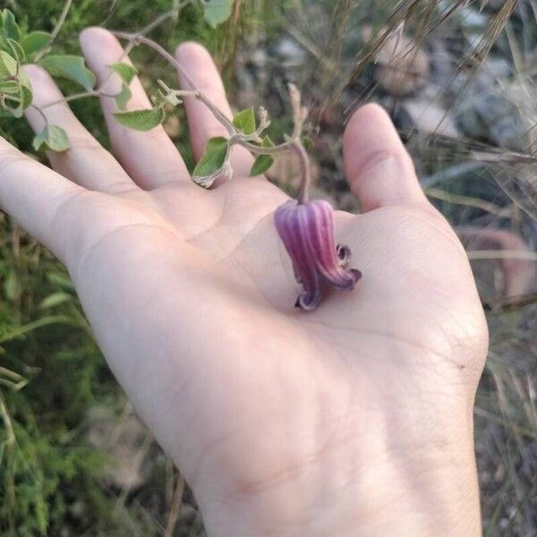 Clematis pitcheri Flower