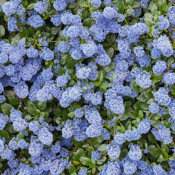 Ceanothus thyrsiflorus പുഷ്പം