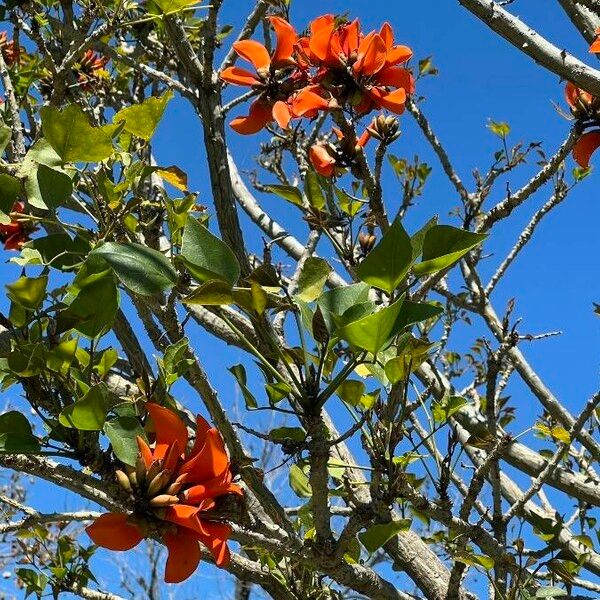 Erythrina caffra Květ