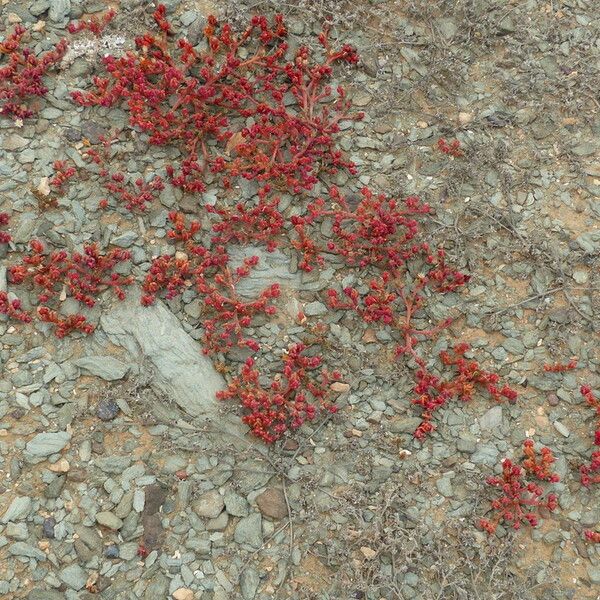 Crassula tillaea 花