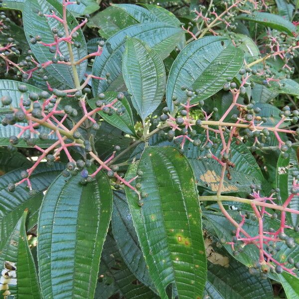 Miconia affinis Folha