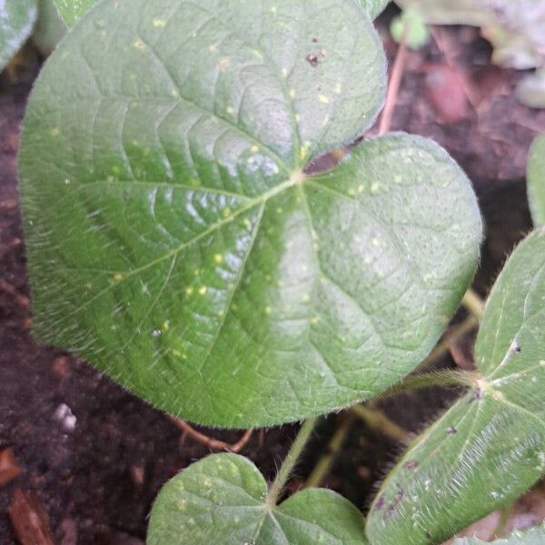 Ipomoea nil Feuille