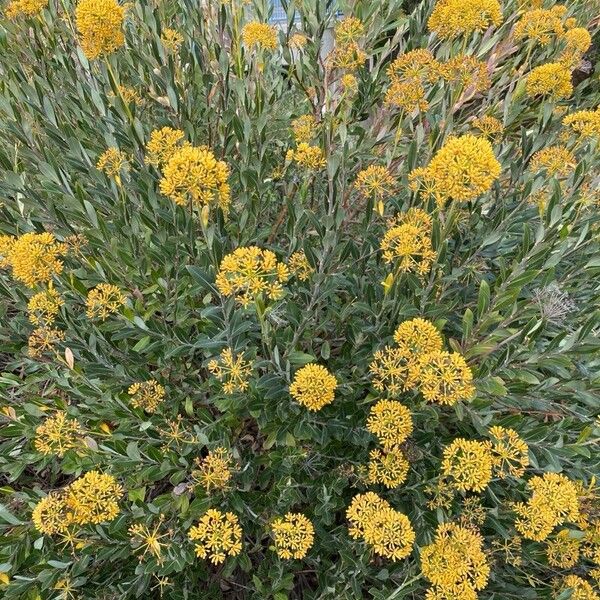 Bupleurum fruticosum Žiedas