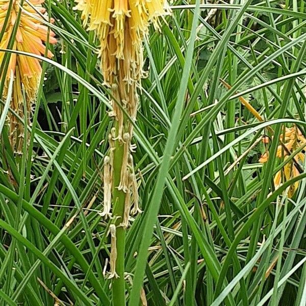 Kniphofia × praecox Habitus