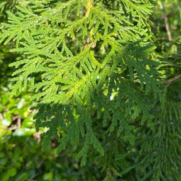 Thuja occidentalis Foglia