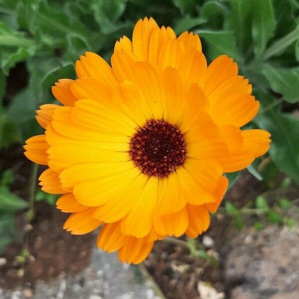 Calendula officinalis Žiedas