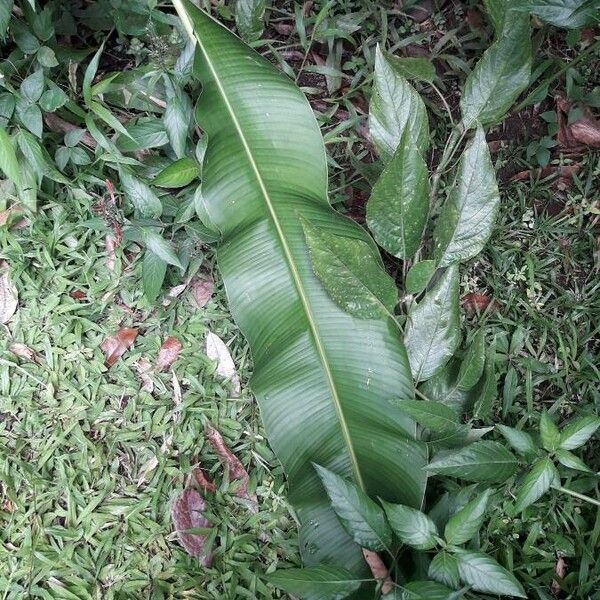 Heliconia wagneriana Folha