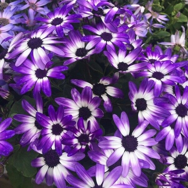 Pericallis lanata Flower