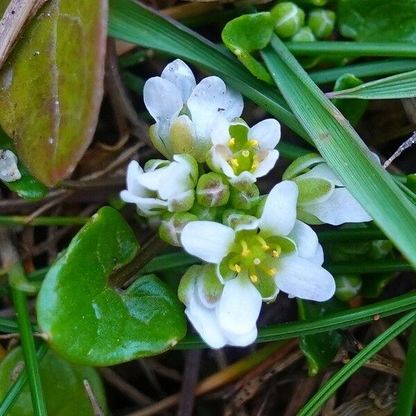 Cochlearia danica Blüte