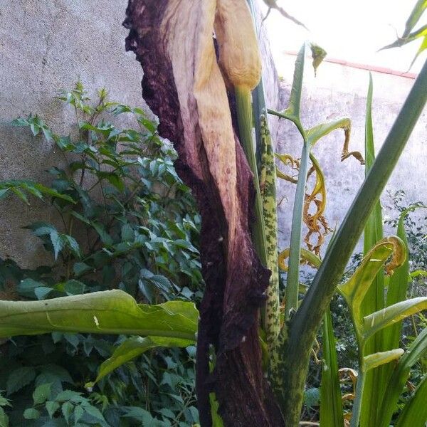 Dracunculus vulgaris Fiore