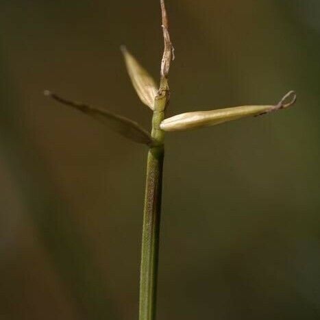 Carex pauciflora Цветок