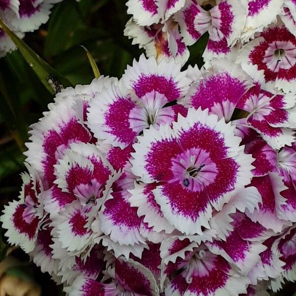 Dianthus barbatus Кветка