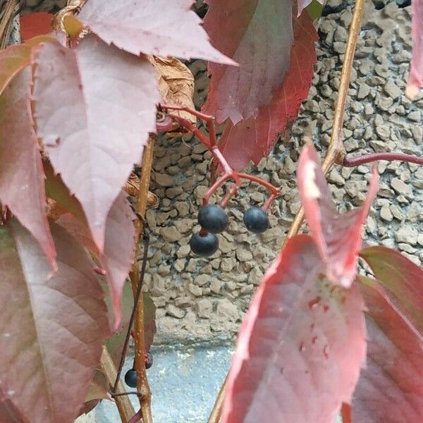 Parthenocissus inserta Fruit