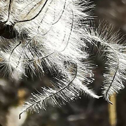 Clematis vitalba Lorea