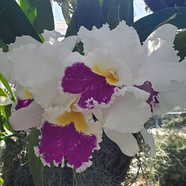 Cattleya mendelii Žiedas