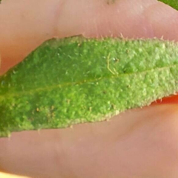 Capsella bursa-pastoris Leaf