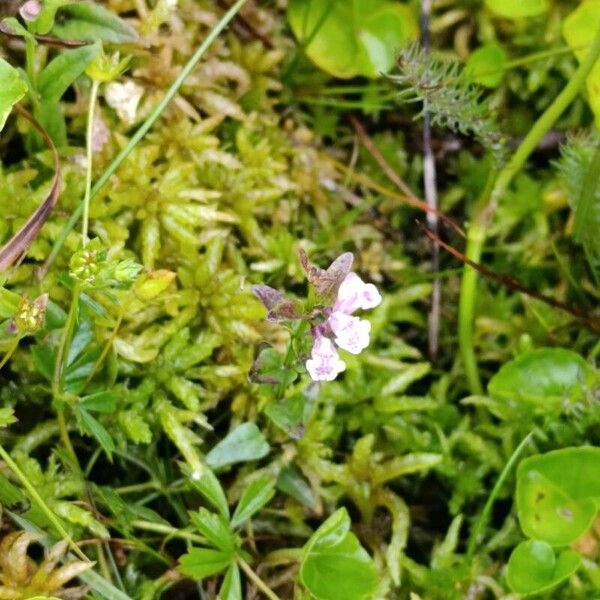 Scutellaria minor Flower