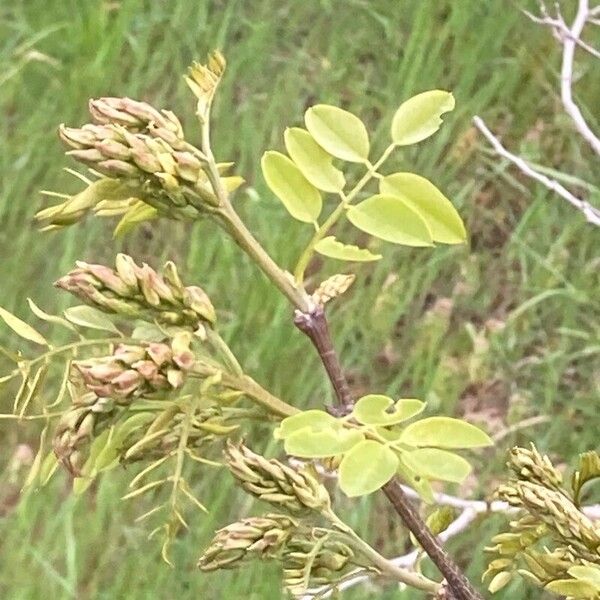 Indigofera suffruticosa Φύλλο