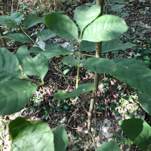 Fraxinus americana Leaf