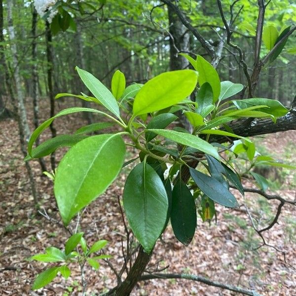 Kalmia latifolia Hoja