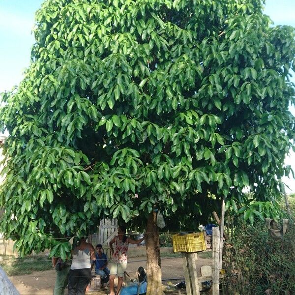 Syzygium malaccense Habit