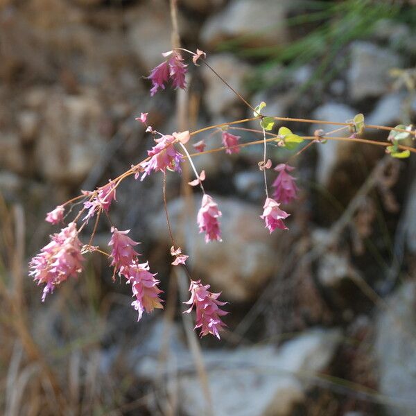 Origanum libanoticum Flower