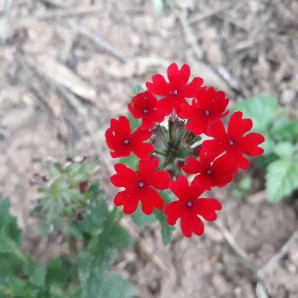 Glandularia peruviana Flower