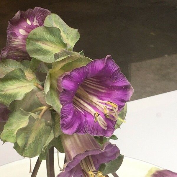 Cobaea scandens Flor