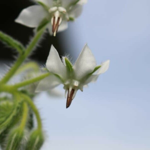 Borago officinalis 花