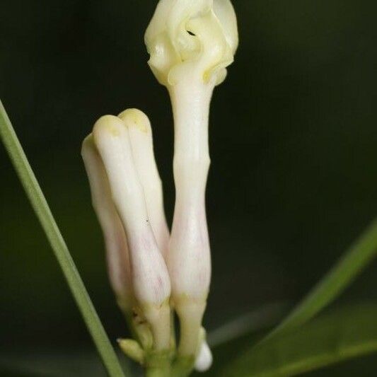 Tabernaemontana disticha Flower