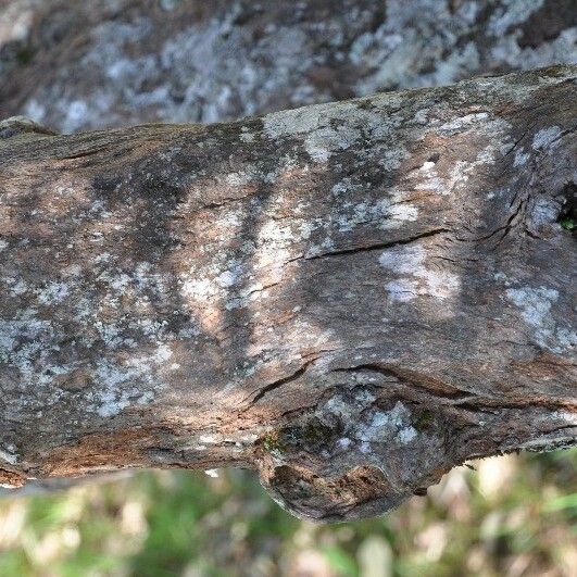 Monimia rotundifolia Bark