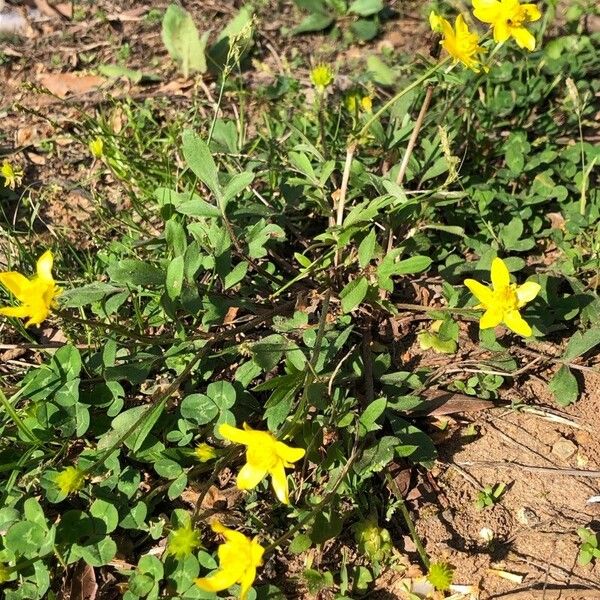 Ranunculus fascicularis Habitat