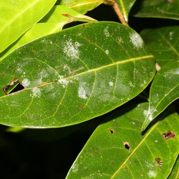 Sarcaulus brasiliensis Leaf