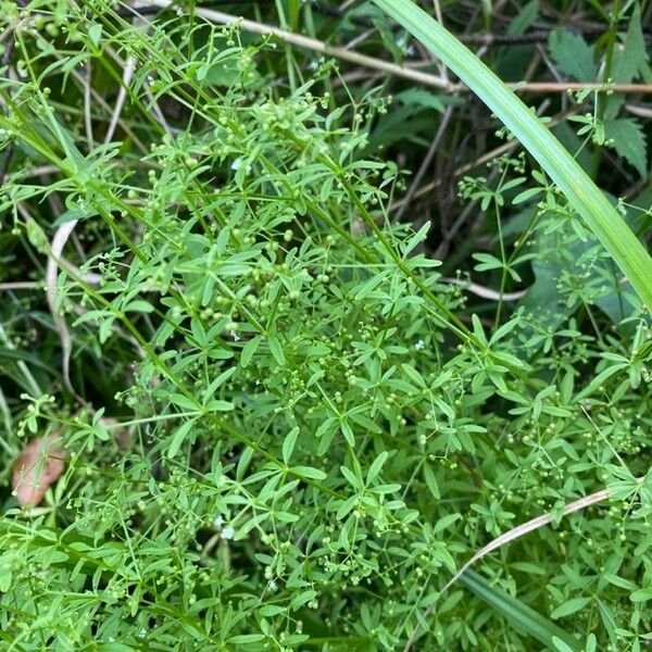 Galium trifidum 花