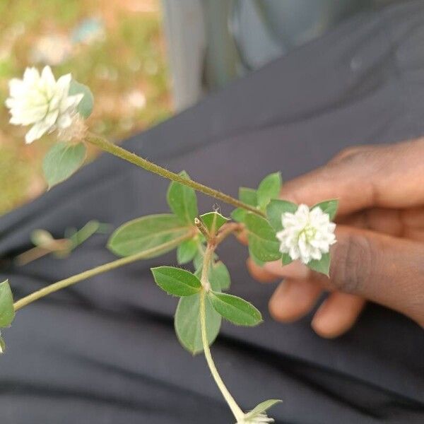 Gomphrena serrata List