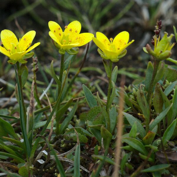 Saxifraga hirculus ᱵᱟᱦᱟ