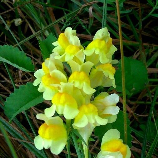 Linaria vulgaris Květ