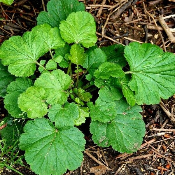 Geum macrophyllum Φύλλο